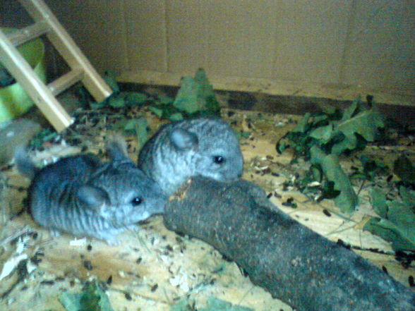 süße chinchillas - 