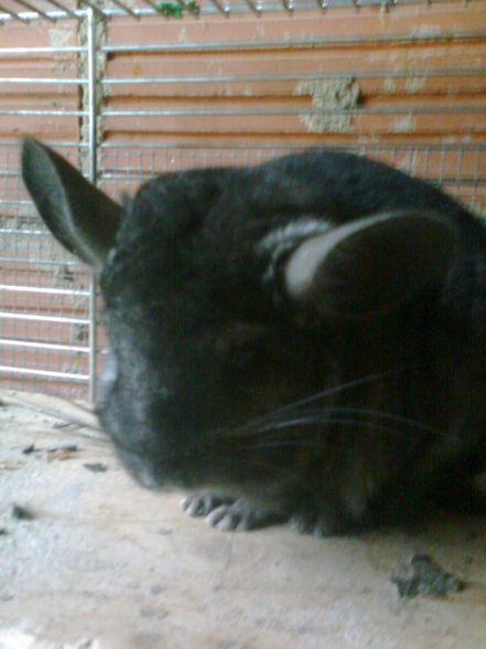 süße chinchillas - 