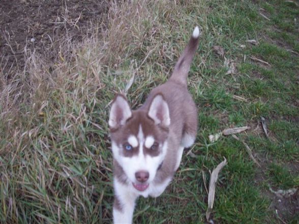 Meinn Husky Nero - 