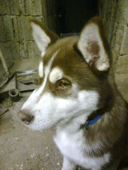 Meinn Husky Nero - 