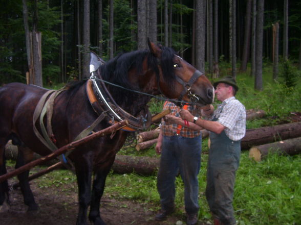 mit de pferd hob i a poar tog goarbat - 