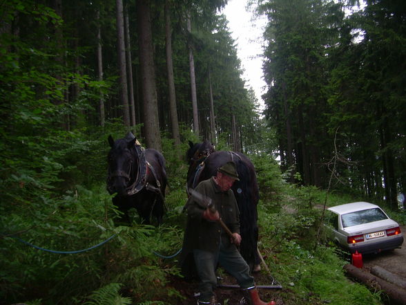 mit de pferd hob i a poar tog goarbat - 