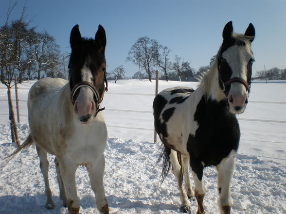 meine pferde tristan und bellamie - 