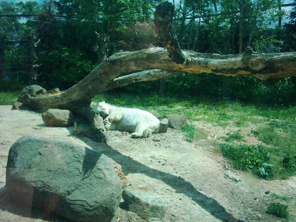 The Maryland Zoo - 