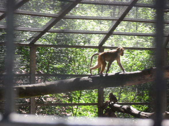 Tierpark Haag - 