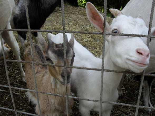 Tierpark Haag - 