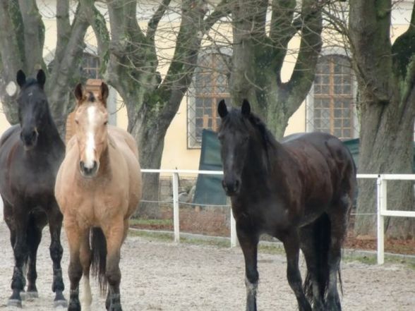 reitclub eskadron  .. hoppa hoppa reita - 