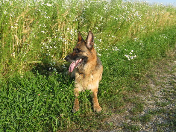 Hund, Katze, Neffe... - 