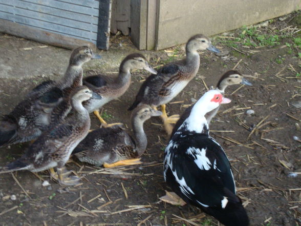 Enten - 