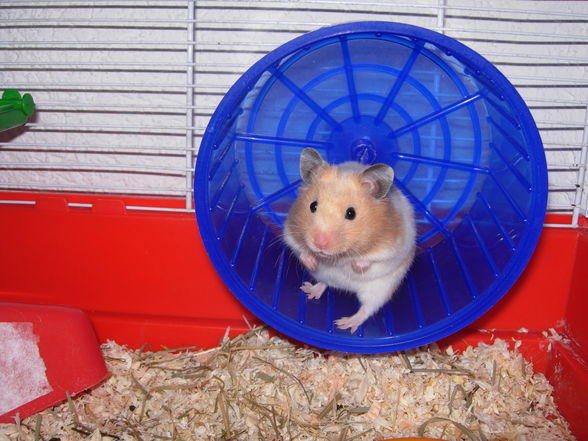 _-*my hamster*-_ - 