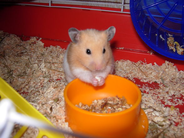 _-*my hamster*-_ - 