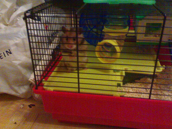 ?.•°My Schatzy's Hamster SaLLy°•.? - 