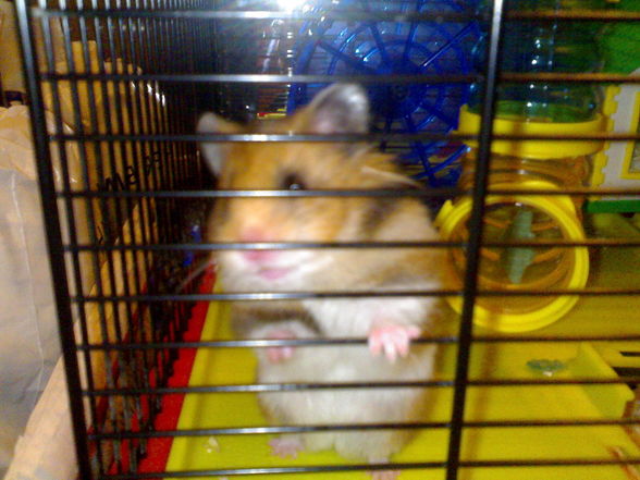 ?.•°My Schatzy's Hamster SaLLy°•.? - 