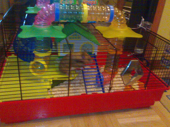 ?.•°My Schatzy's Hamster SaLLy°•.? - 