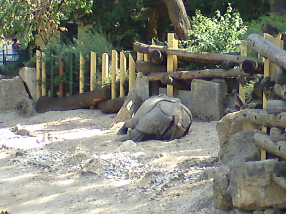 Schönbrunn - 