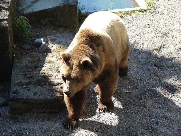 Švýcarsko 2008 / Schweiz 2008 - 