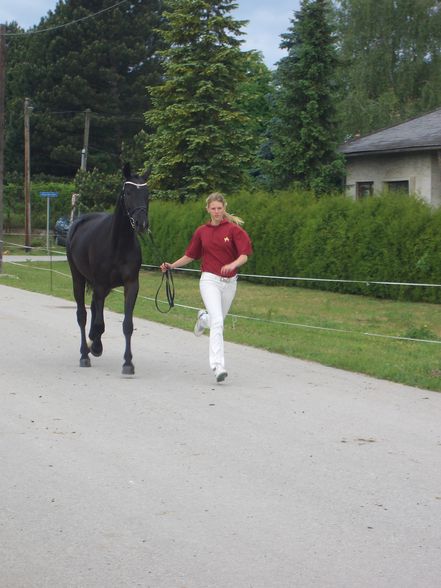 Stutbucheintragung mit Anabell - 