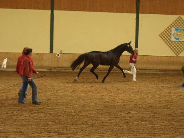 Stutbucheintragung mit Anabell - 