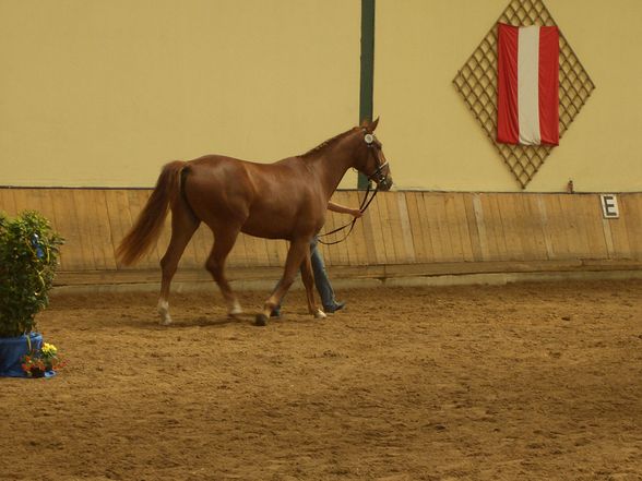 Stutbucheintragung mit Anabell - 