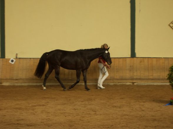 Stutbucheintragung mit Anabell - 