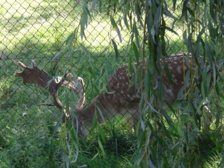 Tierpark Herberstein - Urlaub - 