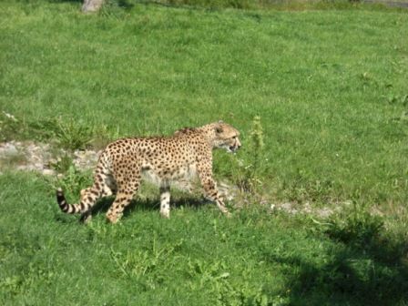 Tierpark Herberstein - Urlaub - 