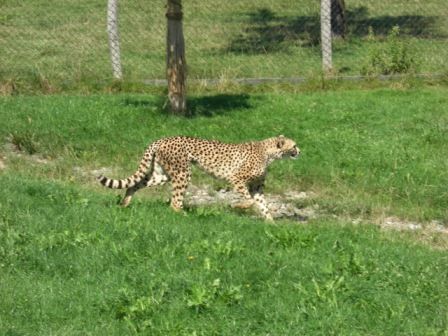 Tierpark Herberstein - Urlaub - 