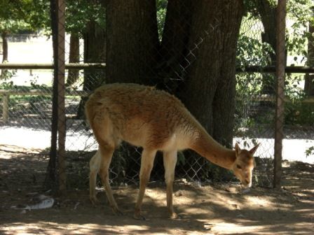 Tierpark Herberstein - Urlaub - 