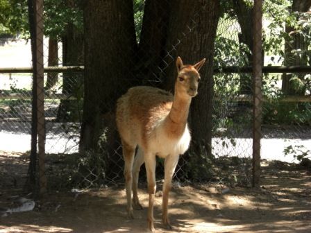 Tierpark Herberstein - Urlaub - 