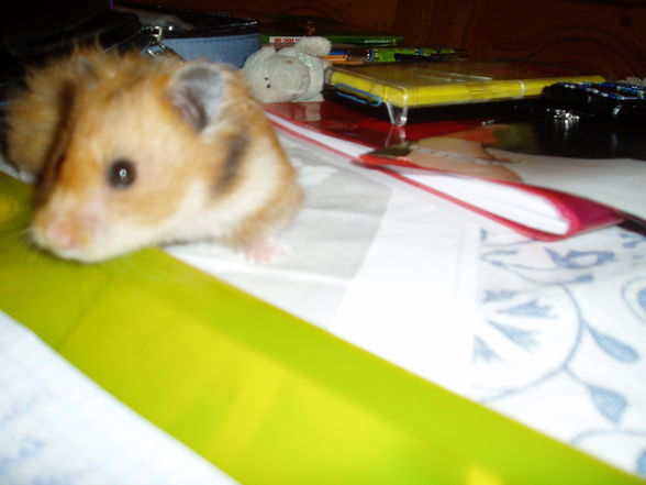 My Hamster  Pommel BabyHamsters - 