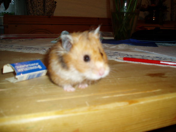 My Hamster  Pommel BabyHamsters - 