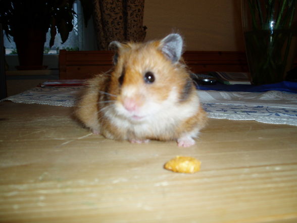 My Hamster  Pommel BabyHamsters - 