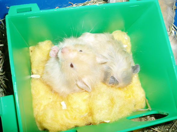 My Hamster  Pommel BabyHamsters - 