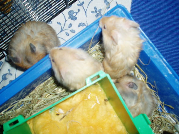 My Hamster  Pommel BabyHamsters - 