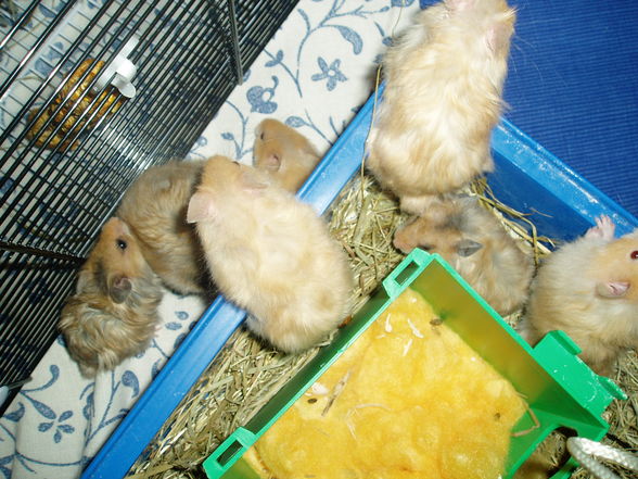 My Hamster  Pommel BabyHamsters - 