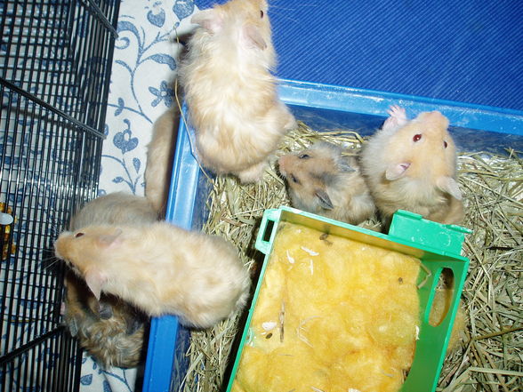 My Hamster  Pommel BabyHamsters - 