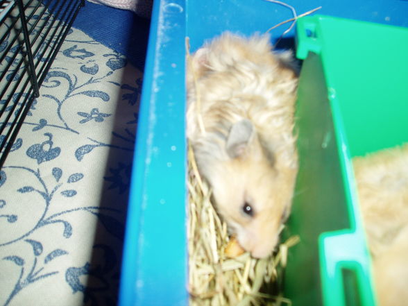 My Hamster  Pommel BabyHamsters - 