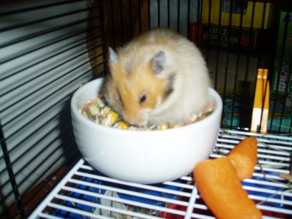 My Hamster  Pommel BabyHamsters - 