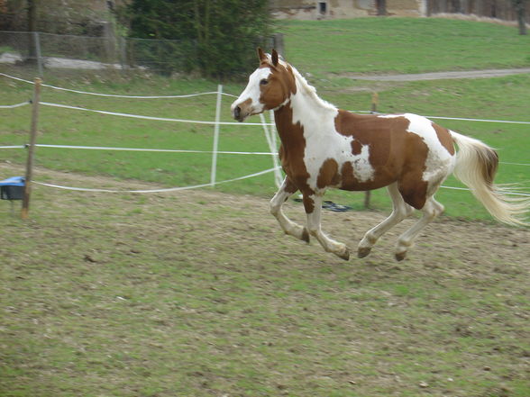 AraberPinto ''Duke of Shadow - 