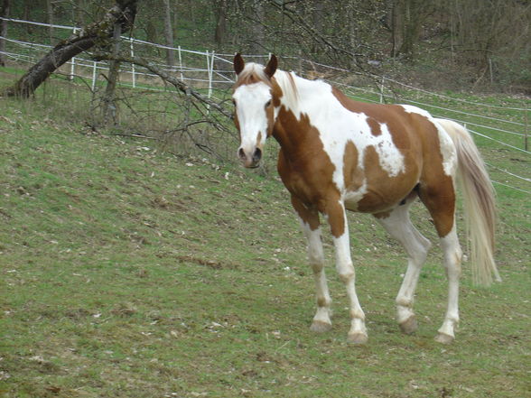 AraberPinto ''Duke of Shadow - 