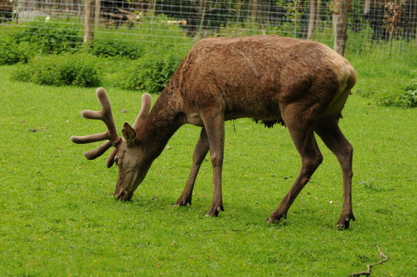 Tierpark Stadt Haag - 