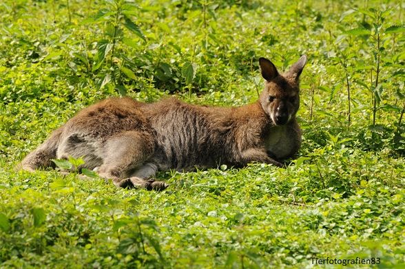 Tierpark Stadt Haag - 