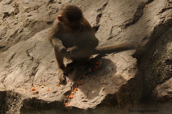 Tierpark Stadt Haag - 