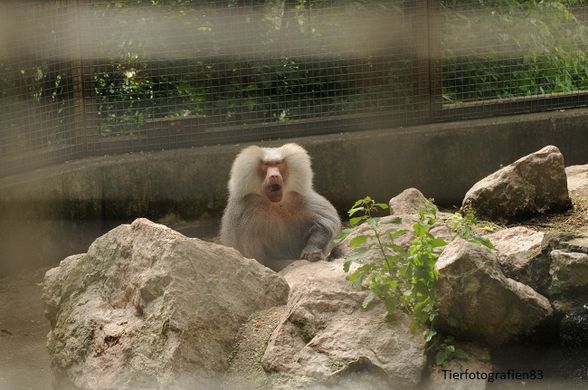 Tierpark Stadt Haag - 