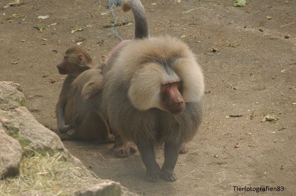 Tierpark Stadt Haag - 