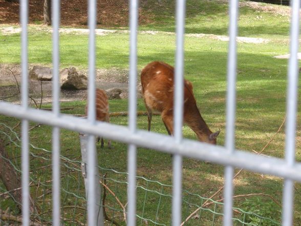 ZOO SCHMIDING - 