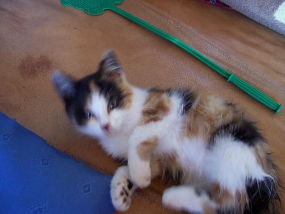 mei litle cat - 