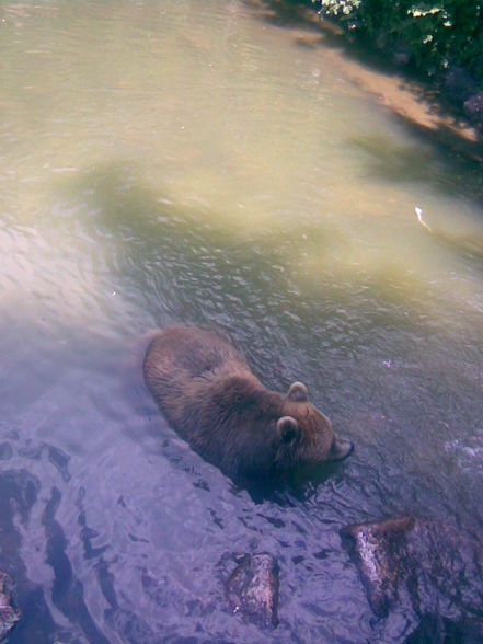 13.06.09 - Tierpark Haag - 