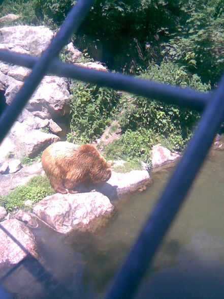 13.06.09 - Tierpark Haag - 