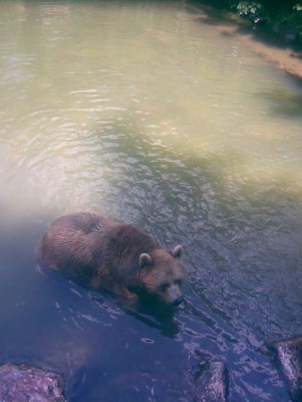 13.06.09 - Tierpark Haag - 